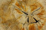Polished, Petrified Live Oak Jasper (Quercus) Round - Texas #166416-1